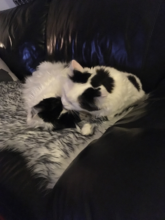 Citrus tvättar Lucifer