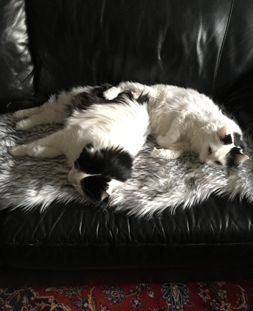 Lucifer och Citrus på fällen