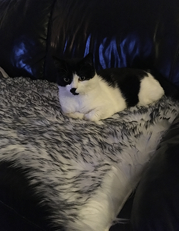 Mini på fällen i soffan