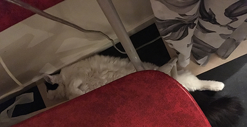 Citrus bakom kökssoffan