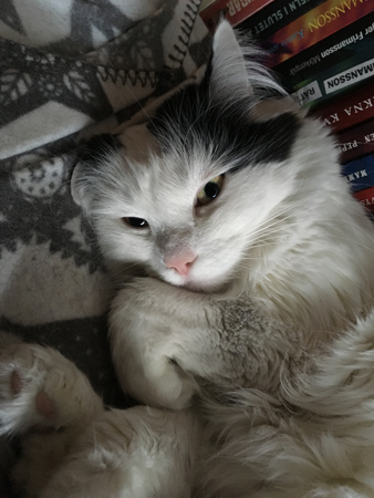 Citrus på filten på kistan