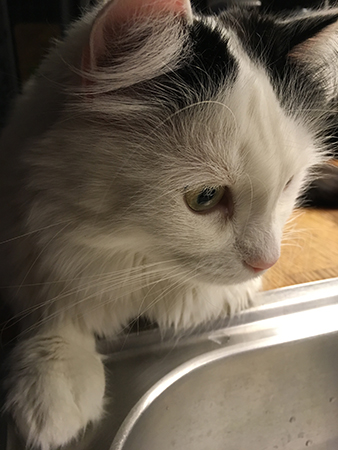 Citrus på köksbänken Citrus på köksbänken