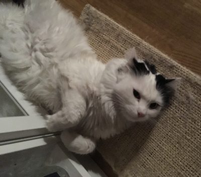 Citrus på klösbrädan