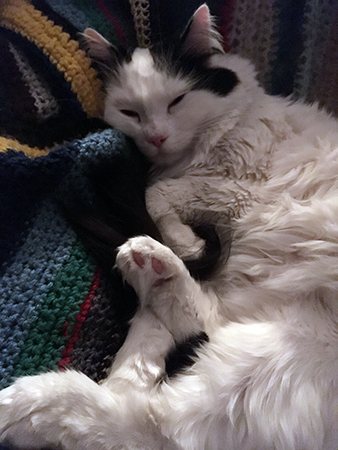 Citrus sover i skrivbordsstolen