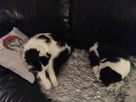 Lucifer och Mini sover ännu mer på fällen