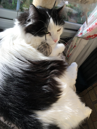 Lucifer på klätterställningen på balkongen