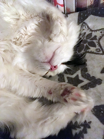 Lucifer sover på filten