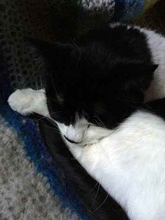 Mini sover i skrivbordsstolen