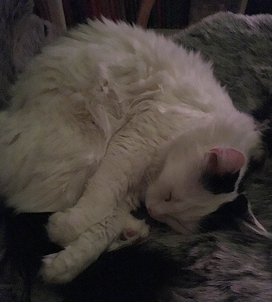 Citrus på fällen i en Bruno Mathssonfåtölj