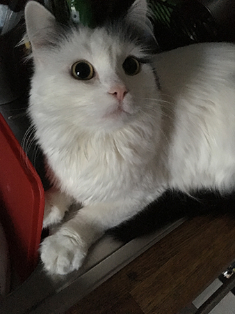 Citrus på diskbänken