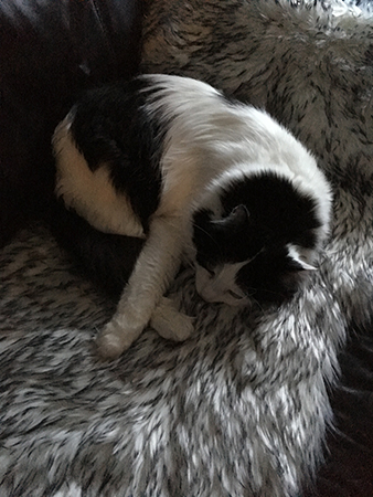 Lucifer på fällen i soffan