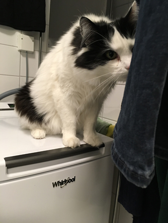 Lucifer på tvättmaskinen Lucifer på tvättmaskinen