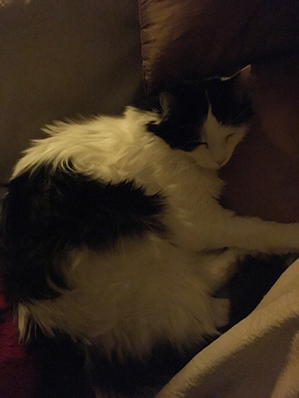 Lucifer sover i farfarsfåtöljen