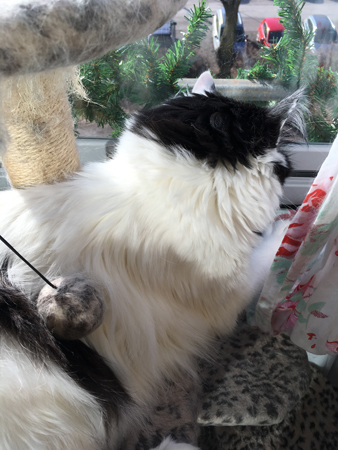 Lucifer spanar på bilar