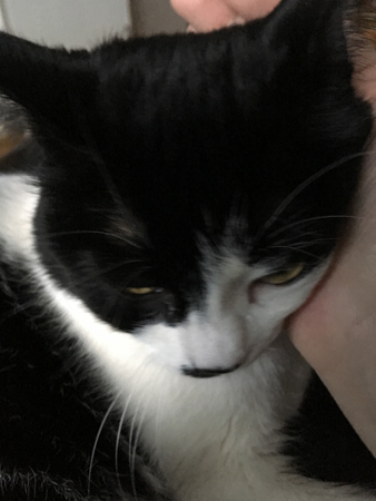 Mini med nerböjt huvud