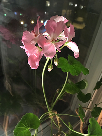 Blommande pelargon i köket