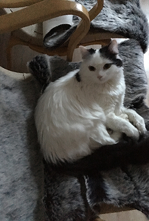 Citrus på fäll i Bruno Mathssonfåtölj