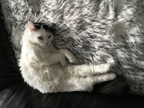 Citrus på fällen i soffan