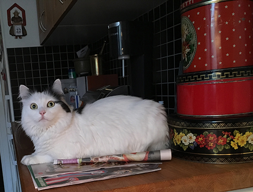 Citrus på köksbänken tittar uppåt