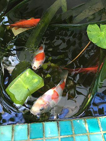 Levande fiskar i Tropiska växthuset