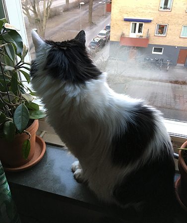 Lucifer i Djungelrumsfönstret