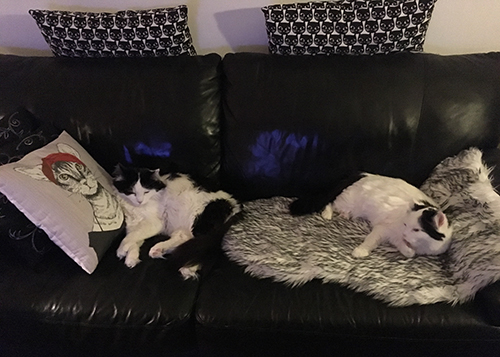Lucifer och Citrus myskväll i soffan