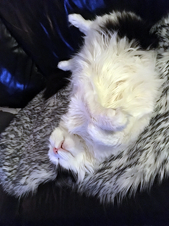 Lucifer sover med öppen mun på fällen