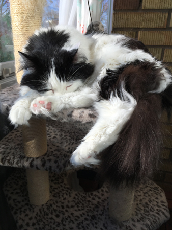 Lucifer tupplur i solen