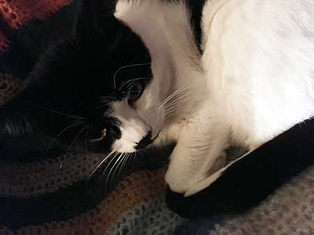 Mini i skrivbordsstolen