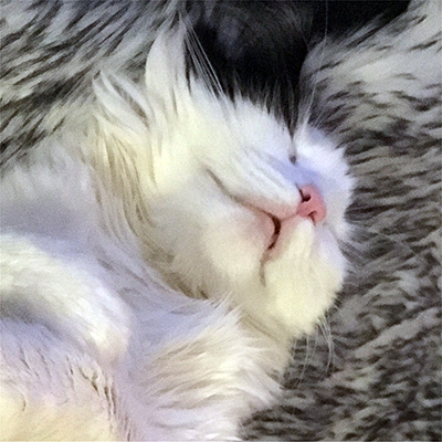 Närbild Lucifer sover med öppen mun