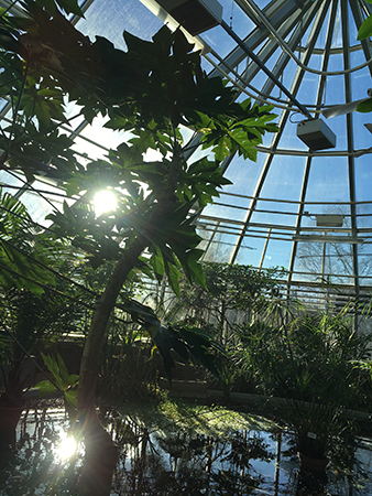 Victoriadammen i Tropiska växthuset