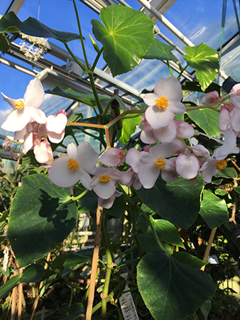 Blommande orkidé i Tropiska växthuset