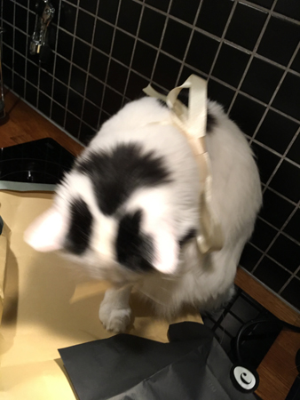 Citrus försöker få av sig rosett