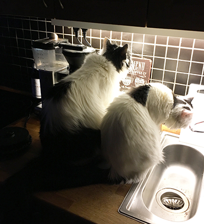 Lucifer och Citrus på diskbänken