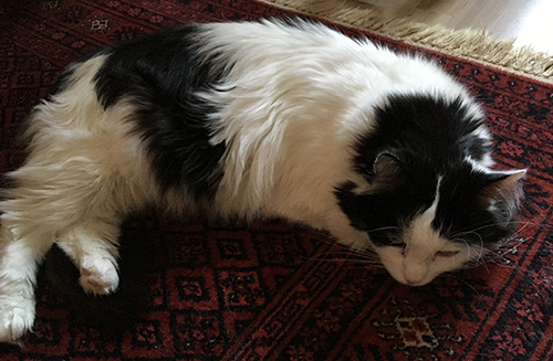 Lucifer på röda mattan i Djungelrummet