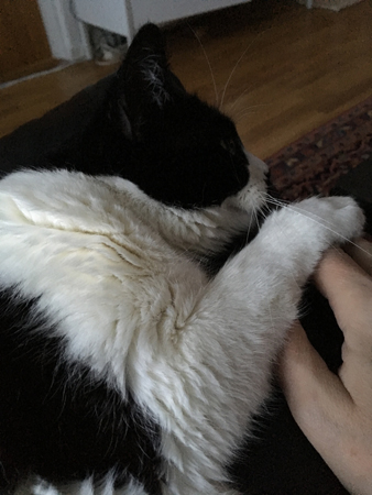 Mini med tassen på min hand