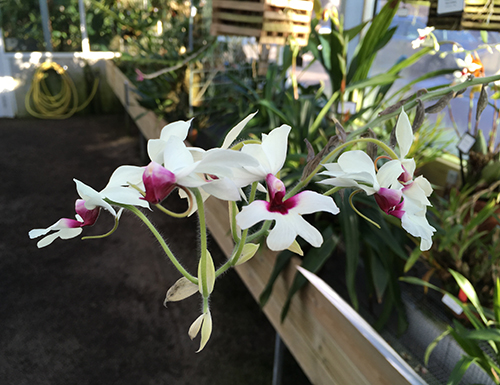 Blommande vit och rosa orkidé i Tropiska växthuset