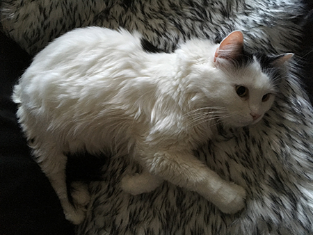 Citrus på fällen i soffan