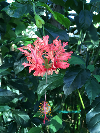 Blomma i regnskogen i Tropiska växthuset