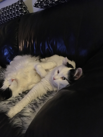 Tisslingarna delar fäll