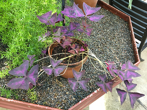Lila blomma med trekantiga blad i Tropiska växthuset