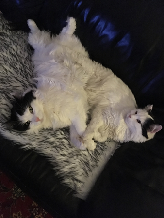 Siamesiska Tisslingar