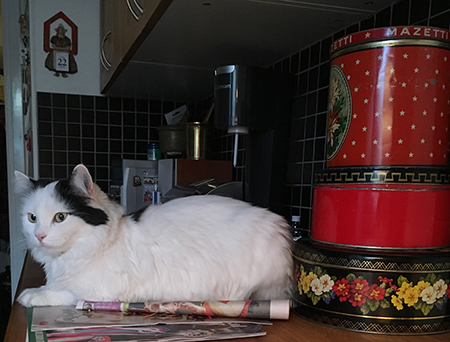 Citrus på köksbänken