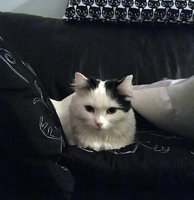 Citrus bland kuddarna