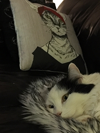 Citrus och kattkudden