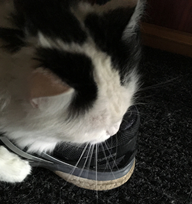 Citrus och min gympasko