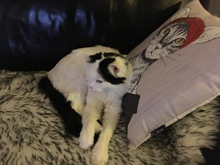 Citrus tittar på TV