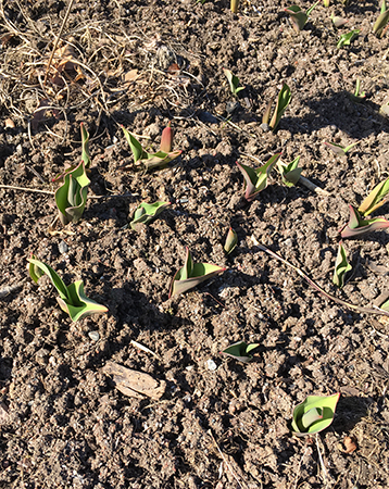 Grönt kommer upp ur jorden 28 mars 2019