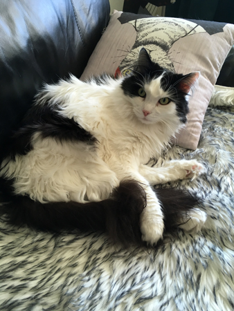 Lucifer på fällen blick Stör ej