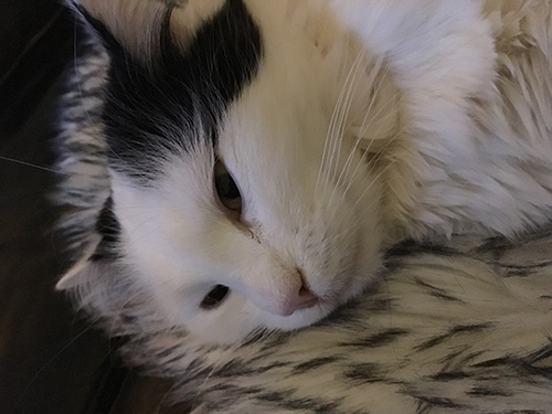 Citrus på fällen i soffan